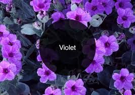 Violet Design